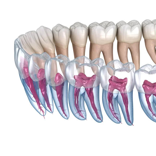 해부학 Xray 의학적으로 — 스톡 사진