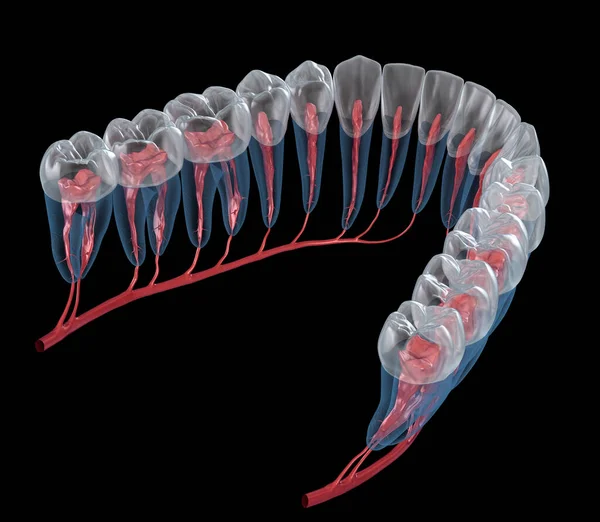 Zahnwurzelanatomie Röntgenbild Medizinisch Korrekte Zahnärztliche Illustration — Stockfoto