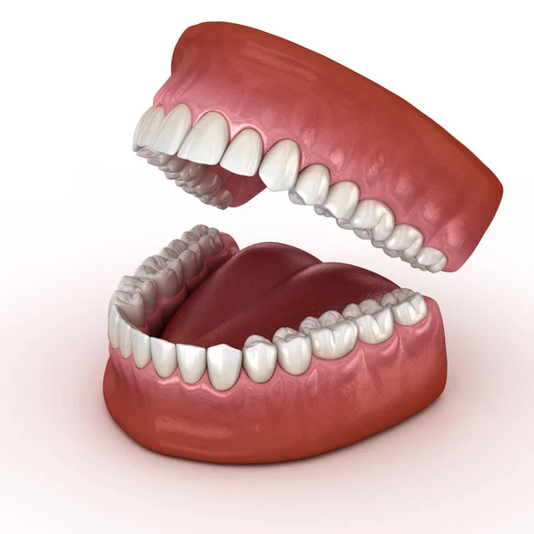 Anatomia Dentale Dentiere Aperte Illustrazione Dentale Clinicamente Accurata — Foto Stock