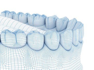 Mandibular insan diş eti ve dişlerin morfolojisi. Tel 3d model illüstrasyon