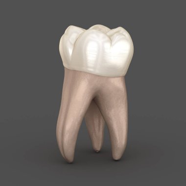 Diş anatomisi - İlk maksiller azı dişi. Tıbbi olarak doğru diş 3d illüstrasyon