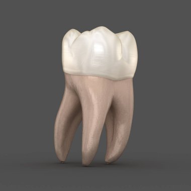 Diş anatomisi - İlk maksiller azı dişi. Tıbbi olarak doğru diş 3d illüstrasyon