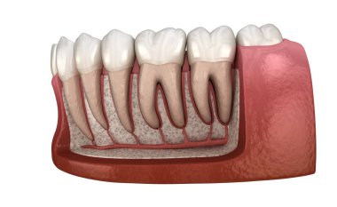 Mandibular insan diş eti ve dişlerin Diş Kökü anatomisi, x-Ray görünümü. Tıbbi olarak doğru diş 3d illüstrasyon
