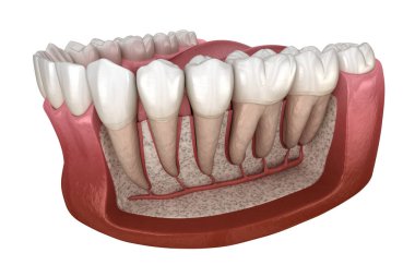 Mandibular insan diş eti ve dişlerin Diş Kökü anatomisi, x-Ray görünümü. Tıbbi olarak doğru diş 3d illüstrasyon