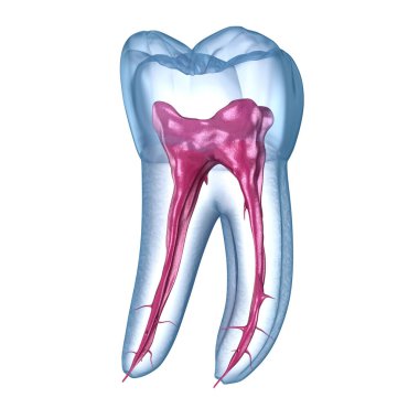 Diş kökü anatomisi, ilk çene azı dişi. Tıbbi olarak doğru olan 3 boyutlu diş illüstrasyonu