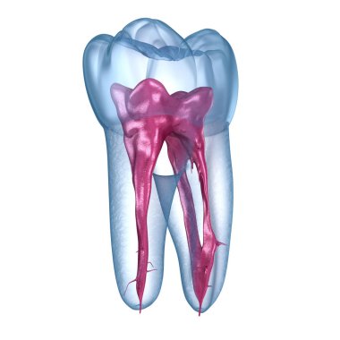 Diş kökü anatomisi, ilk çene azı dişi. Tıbbi olarak doğru olan 3 boyutlu diş illüstrasyonu