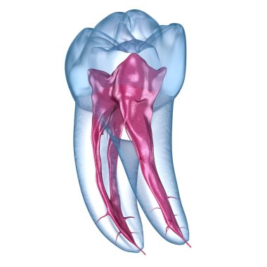 Diş kökü anatomisi, ilk çene azı dişi. Tıbbi olarak doğru olan 3 boyutlu diş illüstrasyonu