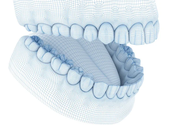 Mandibular Insan Diş Eti Dişlerin Morfolojisi Tel Model Illüstrasyon — Stok fotoğraf