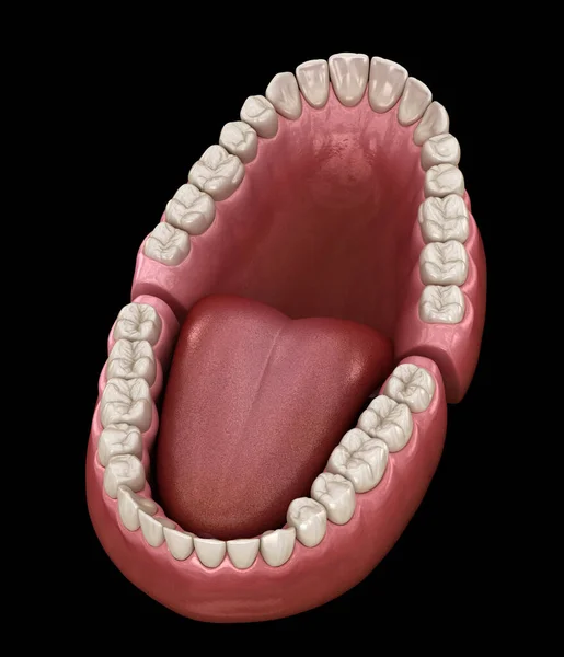 Dental Anatomi Öppnade Tandproteser Medicinskt Noggrann Dental Illustration — Stockfoto