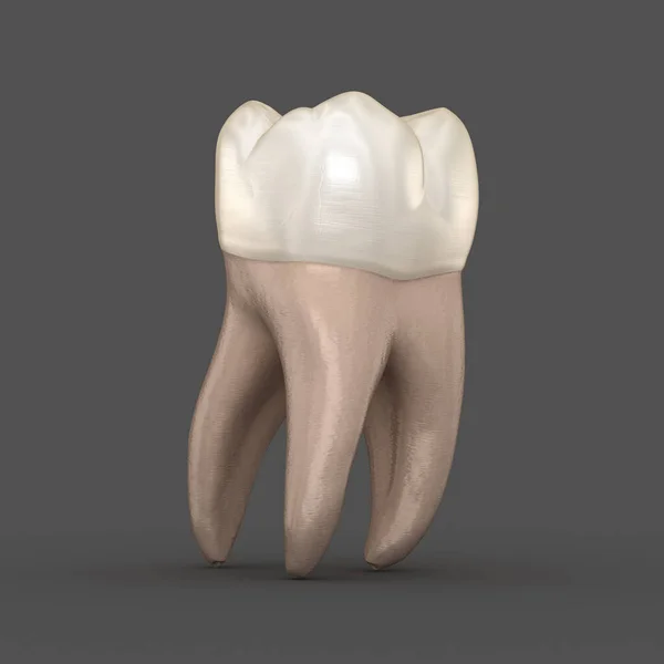 Dental anatomy - First maxillary molar tooth. Medically accurate dental 3D illustration