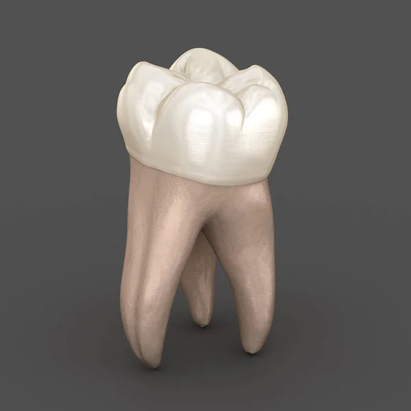 Anatomia Stomatologiczna Pierwszy Ząb Zębaty Szczękowej Medycznie Dokładna Ilustracja Stomatologicznych — Zdjęcie stockowe