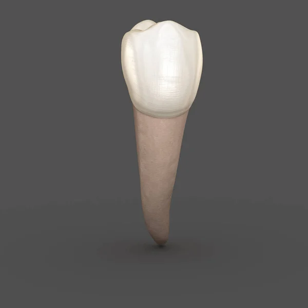 Стоматологічна Анатомія Мандикулярний Другий Передпологовий Зуб Медично Точна Стоматологічна Ілюстрація — стокове фото