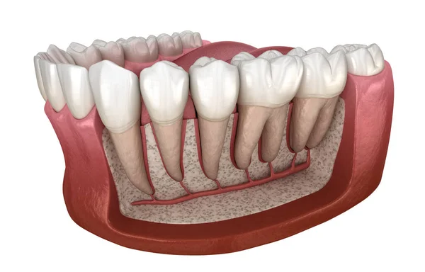 Dental Korzeń Anatomii Żuchwy Ludzkiej Gumy Zębów Widok Ray Medycznie — Zdjęcie stockowe