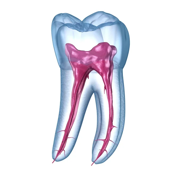 Zubní Kořen Anatomie První Mandibulární Molární Zub Lékařsky Přesná Zubní — Stock fotografie