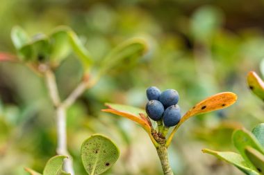 Mavi büyüyen çilek 