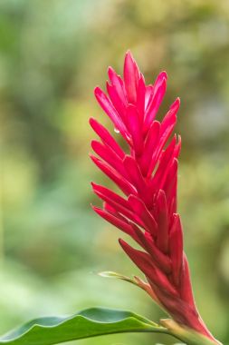 Su damlaları ile egzotik çiçek