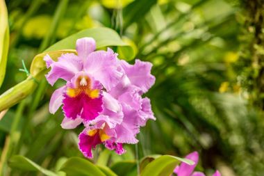 Güneş ışığı, pembe orkide