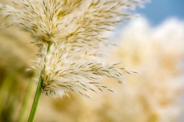 Arka plan arka plan bulanık