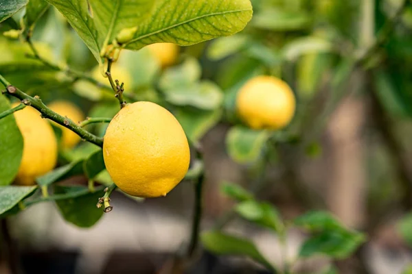 Su damlaları ile sarı citrons