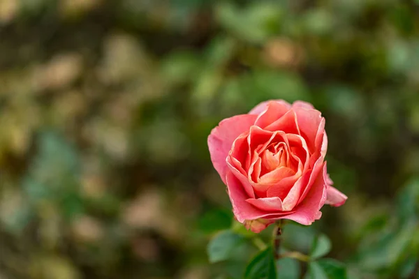 Linda rosa florescendo rosa — Fotografia de Stock