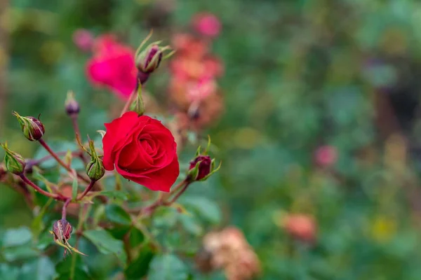 Rosa vermelha com alguns botões no jardim — Fotografia de Stock