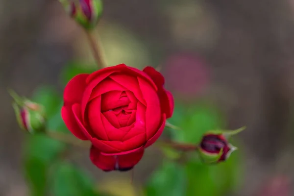 Rosa vermelha com alguns botões no fundo — Fotografia de Stock