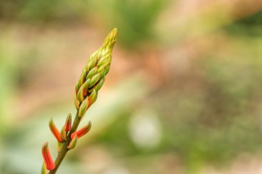 Güneş ışınları ile egzotik bitki yetiştirme