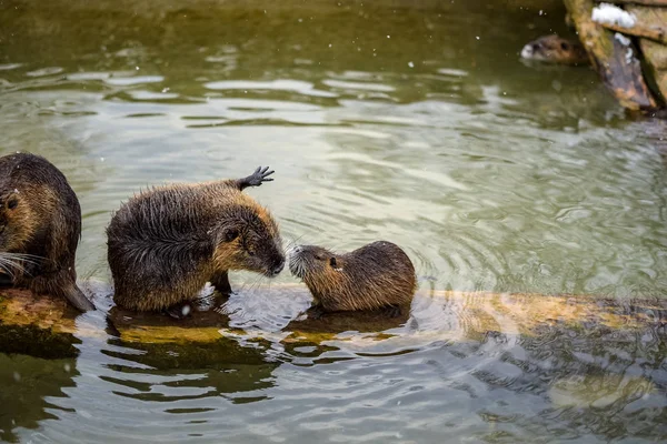 Algumas lontras de luta em uma lagoa no inverno — Fotografia de Stock