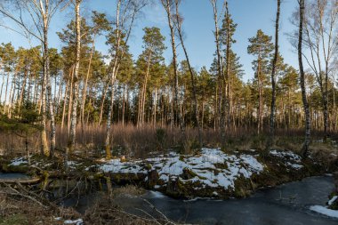 Nicklheim yılında güneş ışınları ile vahşi orman