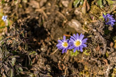 Makro fotoğraf bir mor ve kır çiçeği ile
