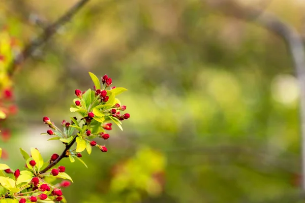 Bazı kırmızı üvez meyveleri ile yeşil bir bokeh