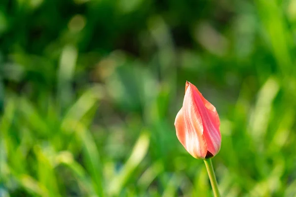 Gün ışığı üzerinde yeşil bir bokeh ile Pembe Lale
