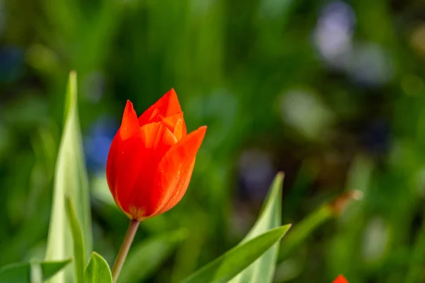 Yeşil bir bokeh ile koyu turuncu Lale