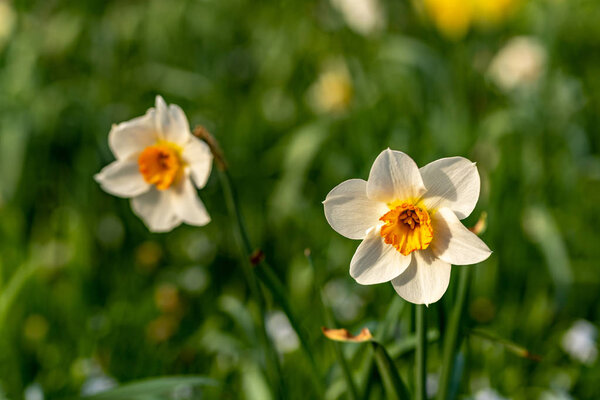 A white daffodil on sunshine with a green bokeh