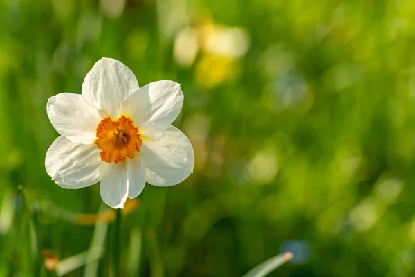 Přední pohled bílý Narcis s zeleným bokeh — Stock fotografie