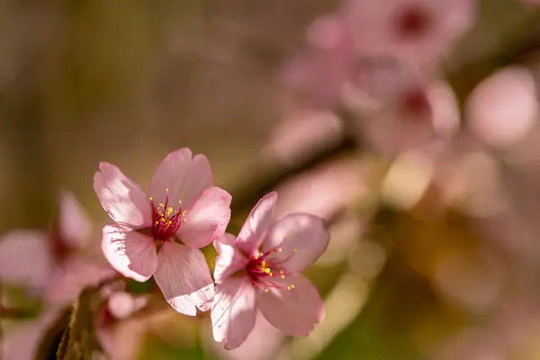 Kiraz çiçeği bahardalı bokeh ile
