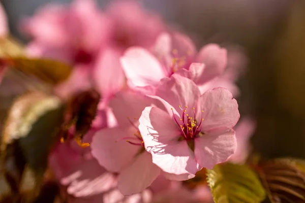 Bazı pembe kiraz çiçekleri pembe bir bokeh ile