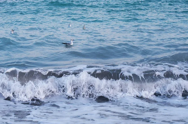 Γλάρος Που Επιπλέουν Πάνω Στα Κύματα Της Μαύρης Θάλασσας — Φωτογραφία Αρχείου