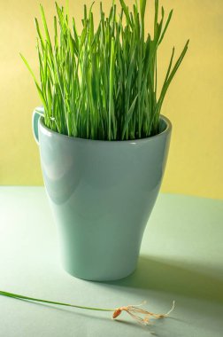 Bir fincan filizlenmiş buğday