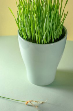 Bir fincan filizlenmiş buğday