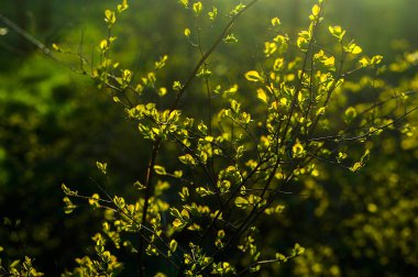 Gün batımında genç yaprakları ile dalları