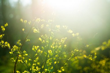 Gün batımında genç yaprakları ile dalları