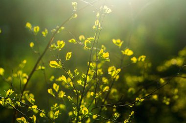 Gün batımında genç yaprakları ile dalları