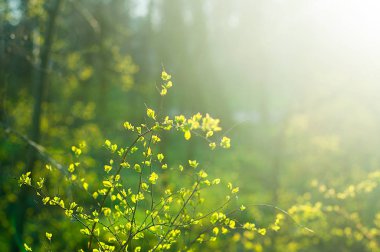 Gün batımında genç yaprakları ile dalları
