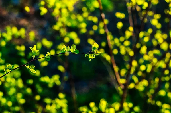 Grenar med unga löv vid solnedgången — Stockfoto