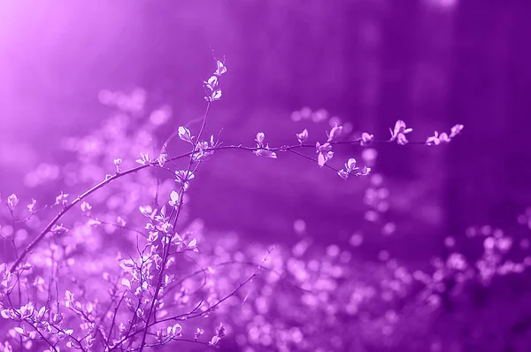 Ветви с молодыми листьями фиолетового цвета — стоковое фото