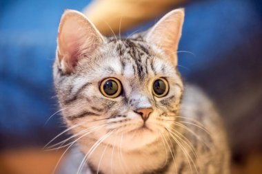 Genç bir İngiliz kedi portresi