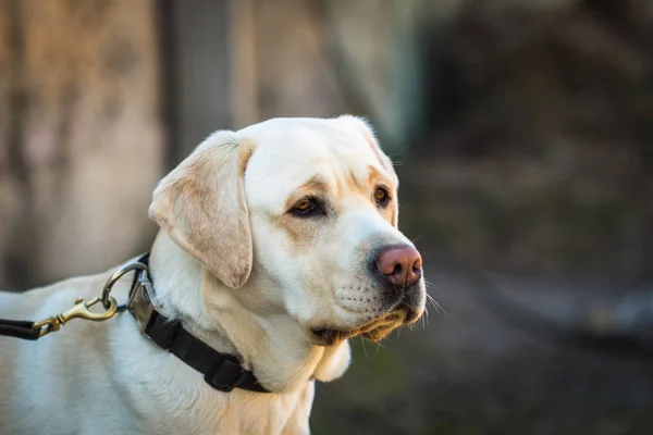 Portré, fiatal bézs kutya tenyészt labrador — Stock Fotó