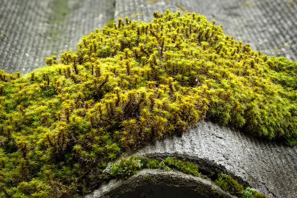Moss growing on the roof of the house — Stock Photo, Image