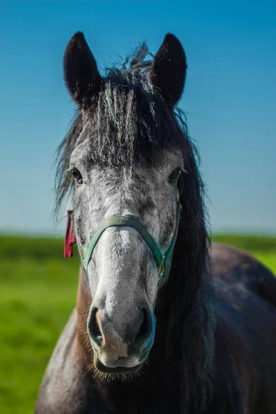 Gros plan sur le visage du cheval léger — Photo